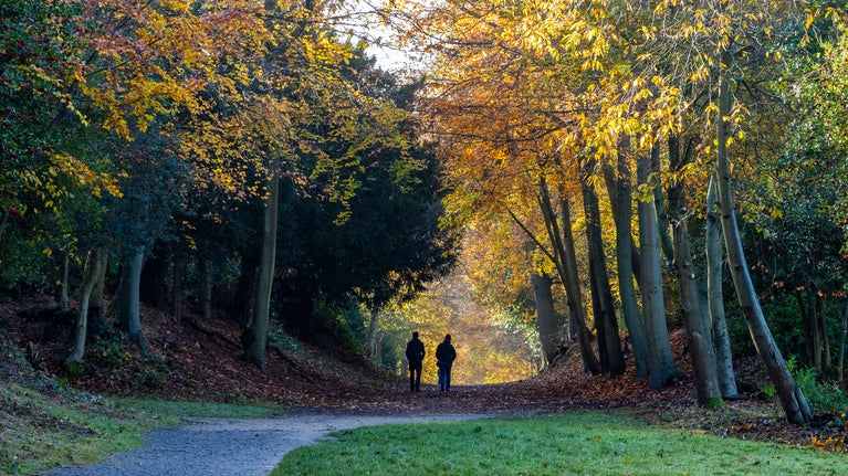 The woodlands in autumn at Cliveden, Buckinghamshire.